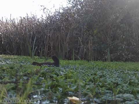 წყლის ქათამი - common moorhen