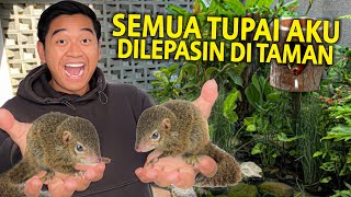 Download Lagu SEMUA TUPAI PELIHARAAN AKU AKHIRNYA DILEPASIN DI TAMAN! GAK NYANGKA TERNYATA MEREKA BETAH! MP3