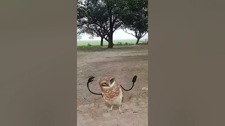 VID 20251221 000804 418 bsl