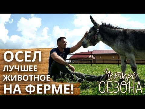 Зачем нужны ослы на ферме? | История любви Колы и Тихона