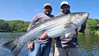 Hudson River Striped Bass 4K