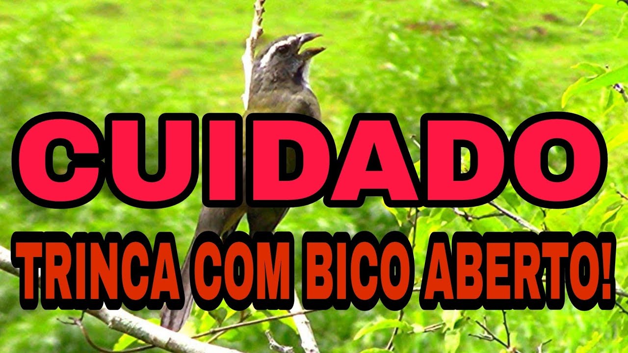 TRINCA FERRO COM BICO ABERTO! COMO SALVAR DA M@RT3 EM 7 DIAS