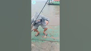 Câu cá Cần Giờ | Tôm lớn phà Bình Khánh #câucá #fishing #fishinglife #fish #cauca @DuyCKFishing