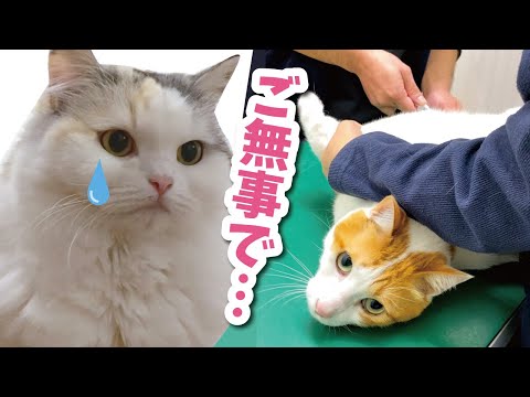 【手術】師匠の腫瘍を切除することになりました【おしゃべりする猫】