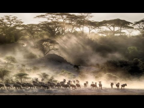 Video: Luxuriöses afrikanisches Wildreservat heißt Gäste im Herzen der Natur willkommen