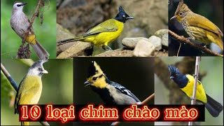 10 loài chim Chào Mào sinh sống tại Việt Nam - Khám phá chim cảnh