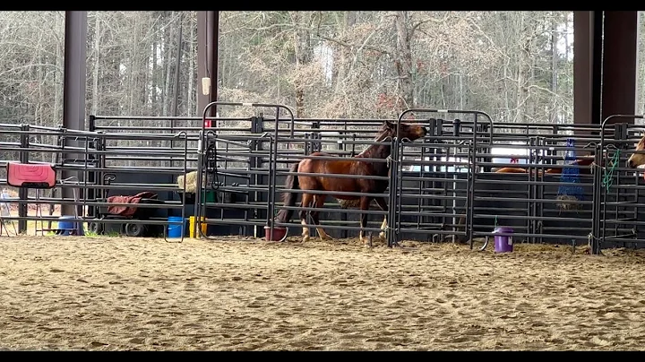 How To Fix Your Horses Separation Anxiety