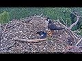 2017/09/09  20h17m~Falco subbuteo brings a dead swallow~