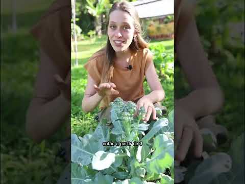 Vídeo: Armazenando cabeças de brócolis: o que fazer com sua colheita de brócolis
