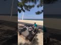 경포대 해수욕장 애견동반♥︎