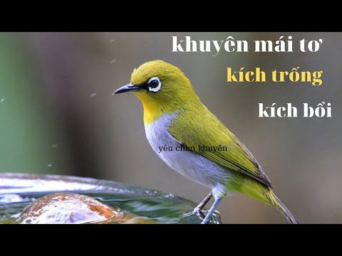 Video Khuyên mái già hót hay kích khuyên trống bổi tập líu ,... - youtube