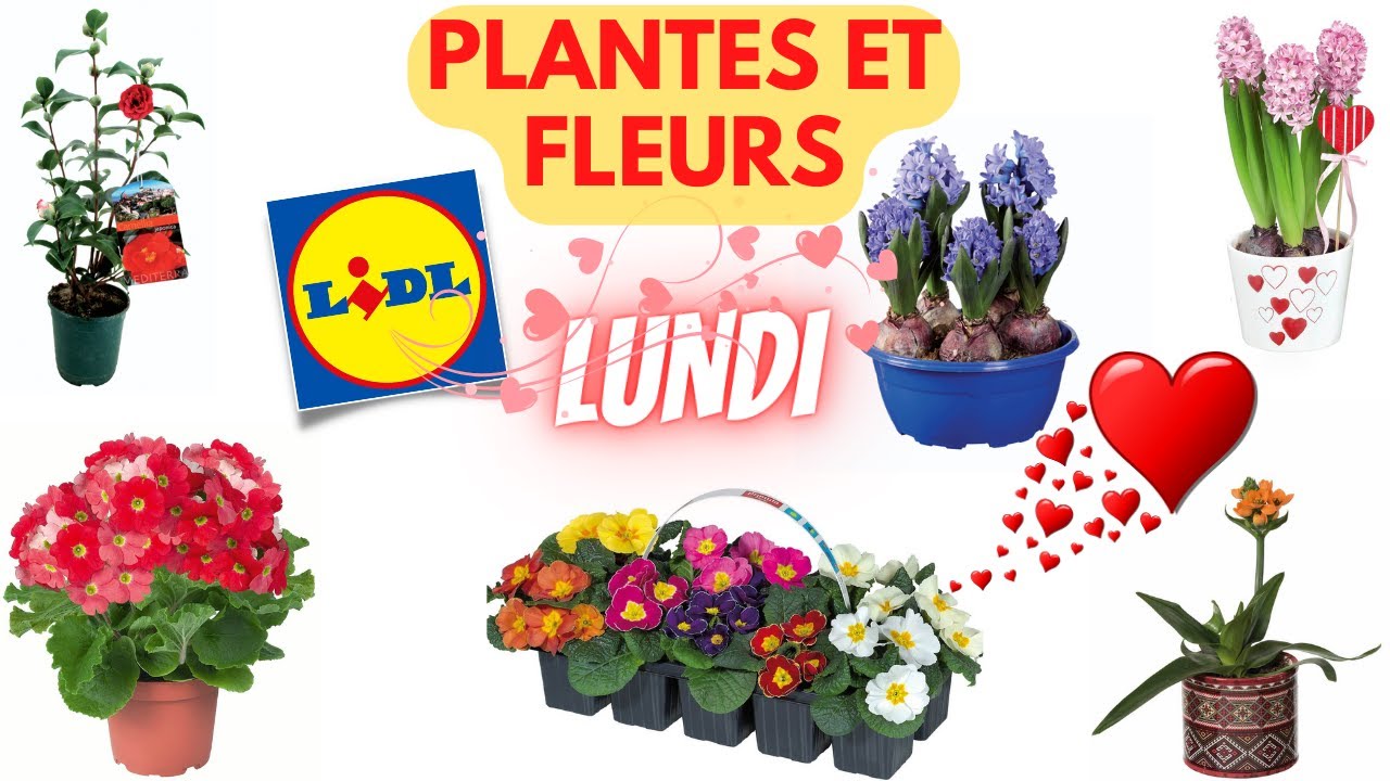 Plantes Et Fleurs Lidl