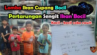 Lomba Ikan Cupang Bocil