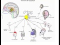 à quoi sert l'hypophyse ? (avec astuce memorisation) - Dr Astuce