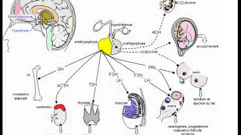 Quel est le rôle de l'hypophyse ?