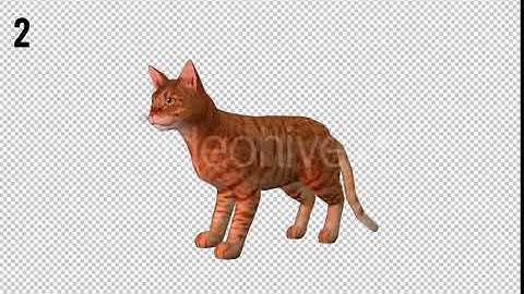 Cat Looped 3 | Motion Graphics - Envato elements