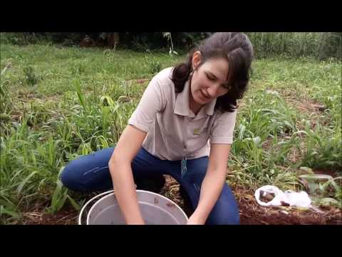 Vídeo: Como você testa uma amostra de solo?