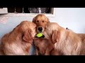 These golden retrievers will make you laugh your HEAD OF - Funny dog compilation