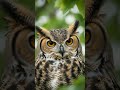 #owl #amazingfacts #factsuniversal #shorts