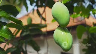 The Marvelous World of Mangoes
