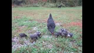 Hen And Baby Chicks Eating Corn