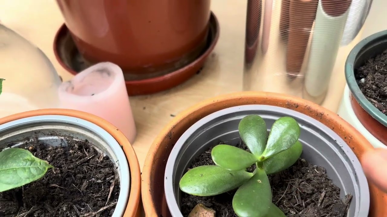 Autumn  🍂  plan for gardening 👨‍🌾 