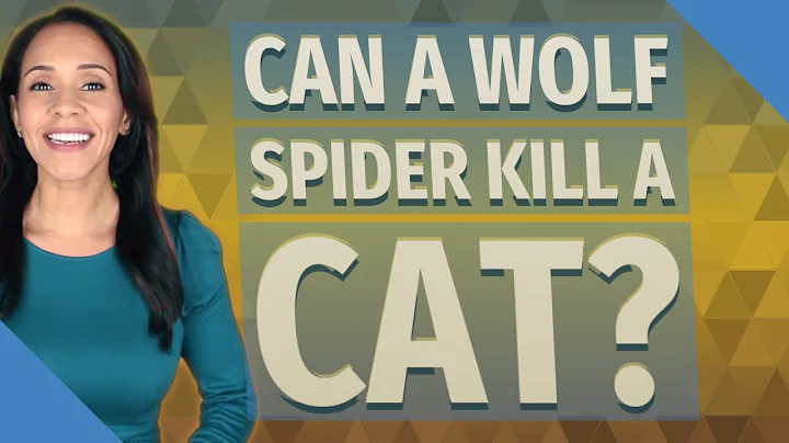 Can wolf spiders hurt cats? (2023)