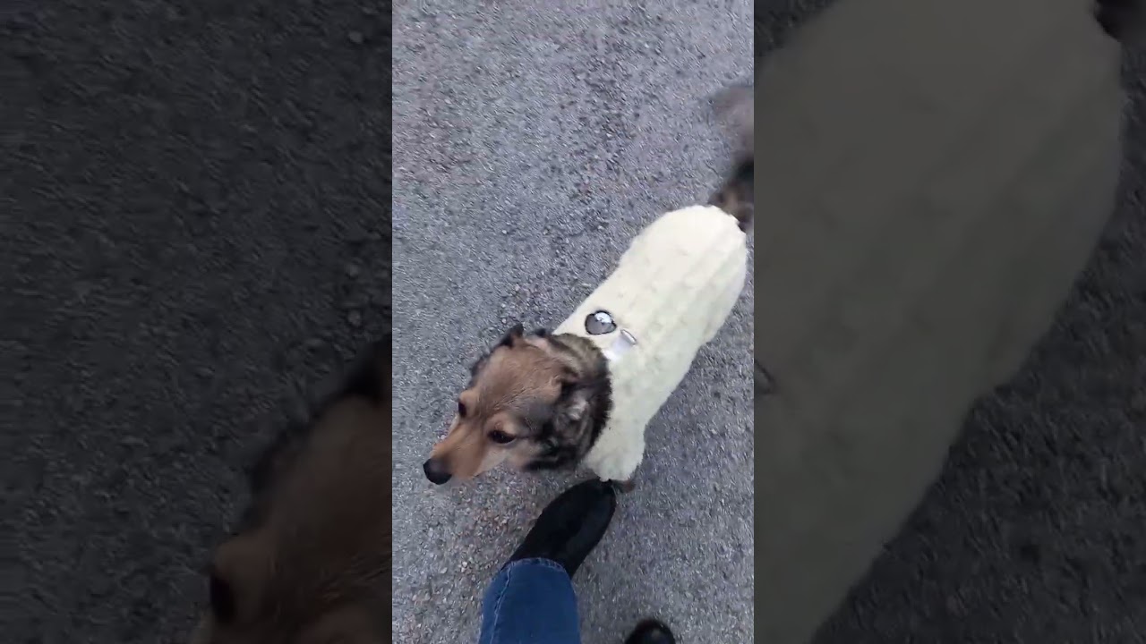 Идём в парк. На прогулку.🐶🌲🌲🌲🐦# хочу в рекомендации