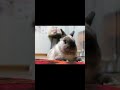 うさぎさんのお耳レーダー！