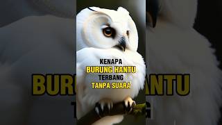 kenapa burung hantu terbang tanpa suara? || #owl #shorts #burunghantu