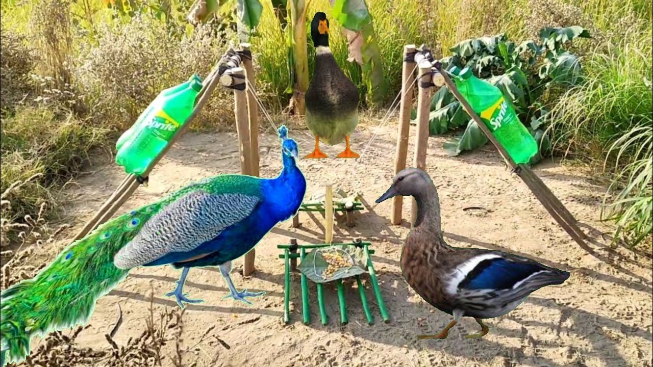 amazing unique Peacock and Duck traps | ducks sounds | make from wood and 4 sprite plastic bottle.