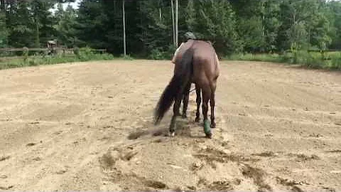 Merlin Moving Away from Camera