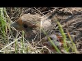 Куропатка на гнезде / Grey partridge nest