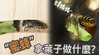 超稀有切葉蜂目擊!  一起出發去找切葉蜂!  Ft. 蒼鷺 by  史考特 Walking Wild 64,825 views 3 years ago 8 minutes, 3 seconds