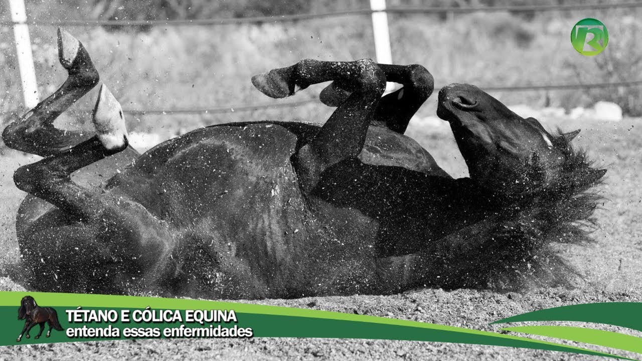 TÉTANO E CÓLICA EQUINA entenda essas enfermidades YouTube TÉTANO E CÓLICA EQUINA entenda essas enfermidades YouTube