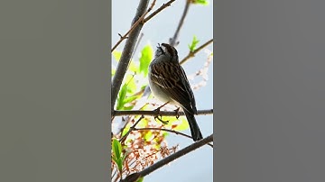 chipping sparrow Birds song 🐦❤️🥰#shortsviral #viral #ytshortsindia #video