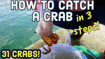 CRABBING in DARTMOUTH 2022! Easy Tips How to Catch a Crab! Go crabbing with your kid! #crabbinguk