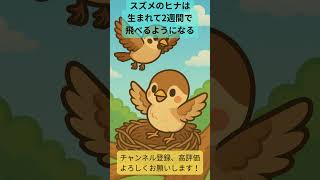 ちょっとタメになるスズメの雑学①  #ずんだもん #雑学 #shorts