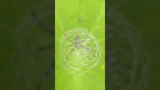 this spider make web house 🏡 on this plant #short