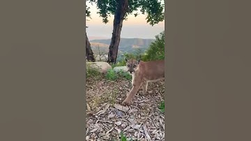 🐾 Backyard Growl: Mountain Lion in Santa Barbara!