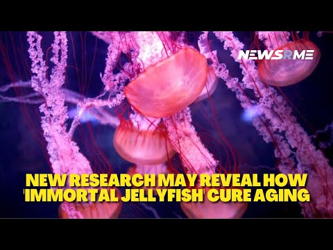 New research may reveal how 'immortal jellyfish' cure aging | NewsRme