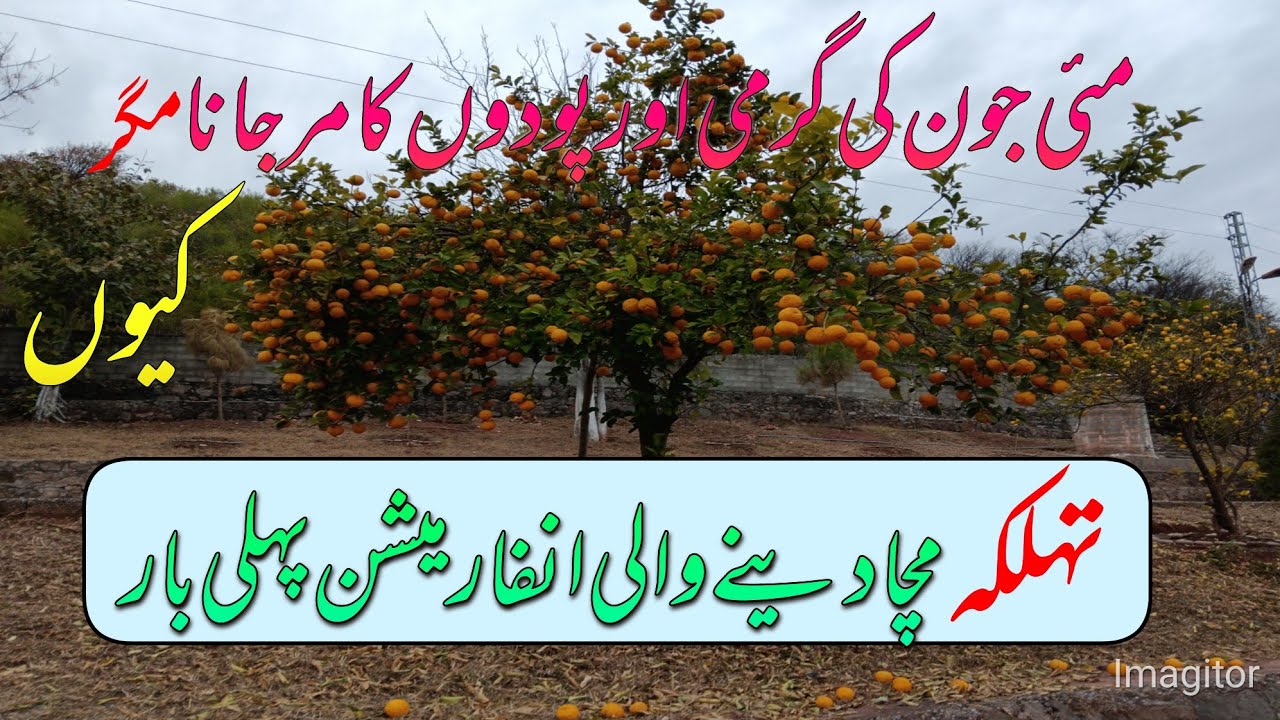 Repotting citrus trees.How to transplant a citrus tree.Transplant