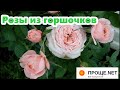 Рекомендую розы Кордана высаживать в сад!