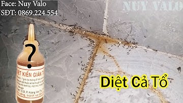 Thuốc diệt kiến sinh học diệt kiến tận gốc
