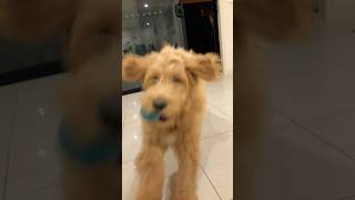Download Lagu Pure Imagination #livinwithlenny #puppy MP3 Download Lagu Pure Imagination #livinwithlenny #puppy MP3