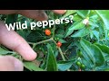  native wild pepper  chiltepin pepper 