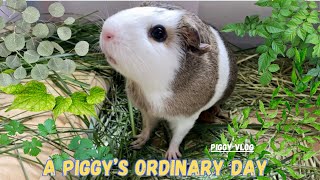 (Piggy Vlog) A Piggy