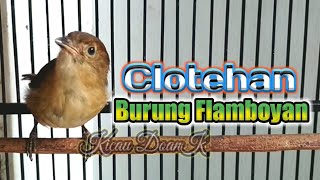 Ocehan Burung Flamboyan Gacor