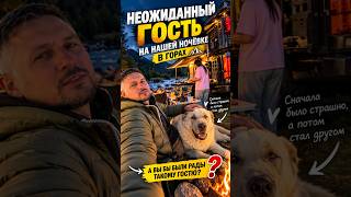 Неожиданная встреча в глуши: кто это был? #автодом #автопутешествие #кемпинг