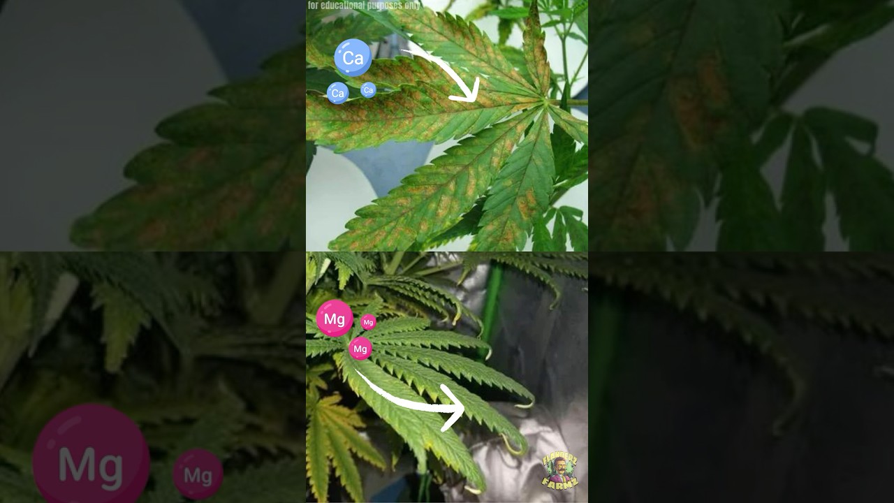 Nutrient Deficiencies in Cannabis: How to Diagnose and Fix Them